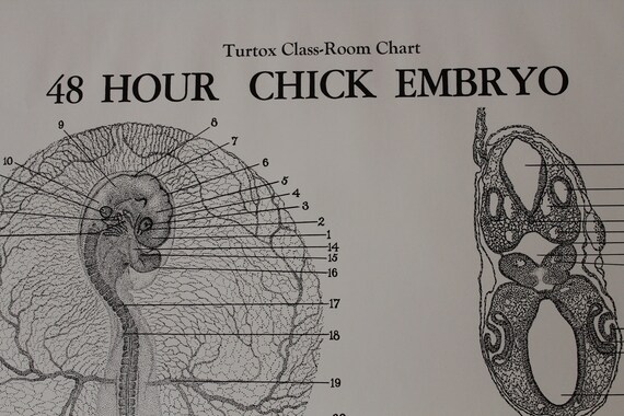 Chick Embryo Development Chart