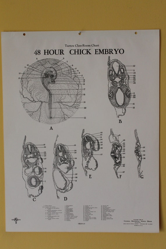 Chick Embryo Development Chart