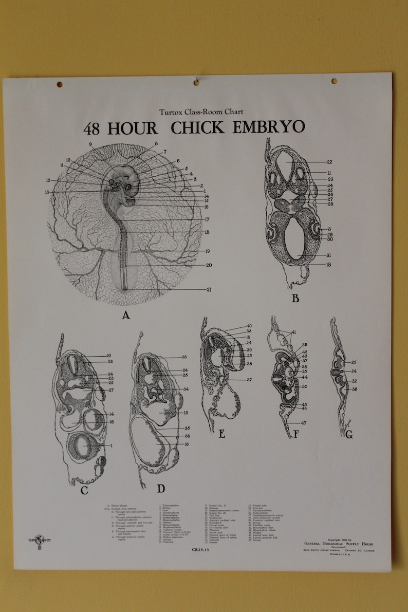 Vintage 48 Hour Chick Embryo Development Wall Chart From Turtox - Etsy