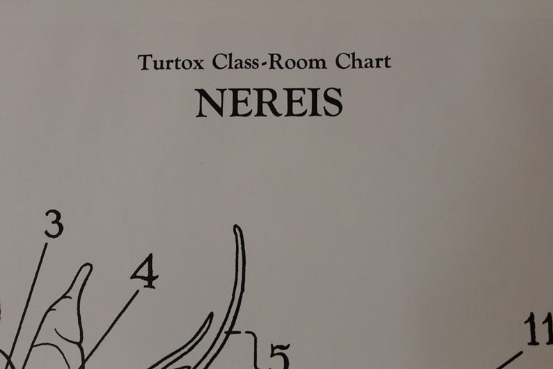 Vintage Nereis classroom chart from Turtox image 3