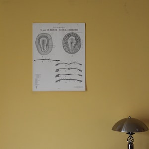 Può includere: Un diagramma in bianco e nero su un foglio di carta bianco intitolato "13 and 18 HOUR CHICK EMBRYOS". Il diagramma mostra sezioni trasversali di un embrione di pollo in diversi stadi di sviluppo.