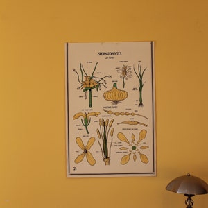 Carta Botânica Vintage Smallwood 21 - Espermatófitas - Família do Lírio e Família da Mostarda
