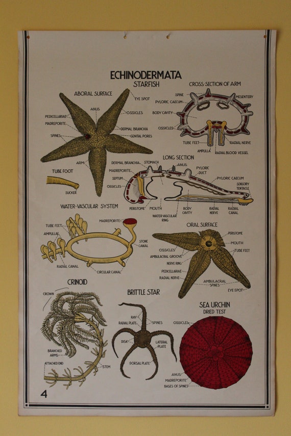 Starfish Chart