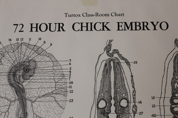 Chick Embryo Development Chart