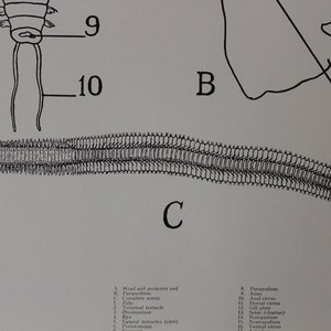 Vintage Nereis classroom chart from Turtox image 6