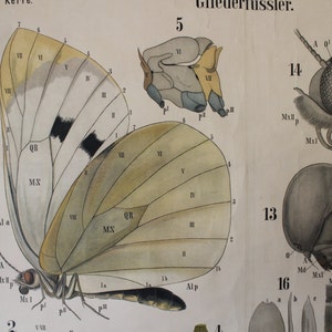 Leuckart Zoology Chart Series I, Chart 21 Arthropoda/Insecta/Lepidoptera Black-veined white butterfly zdjęcie 5