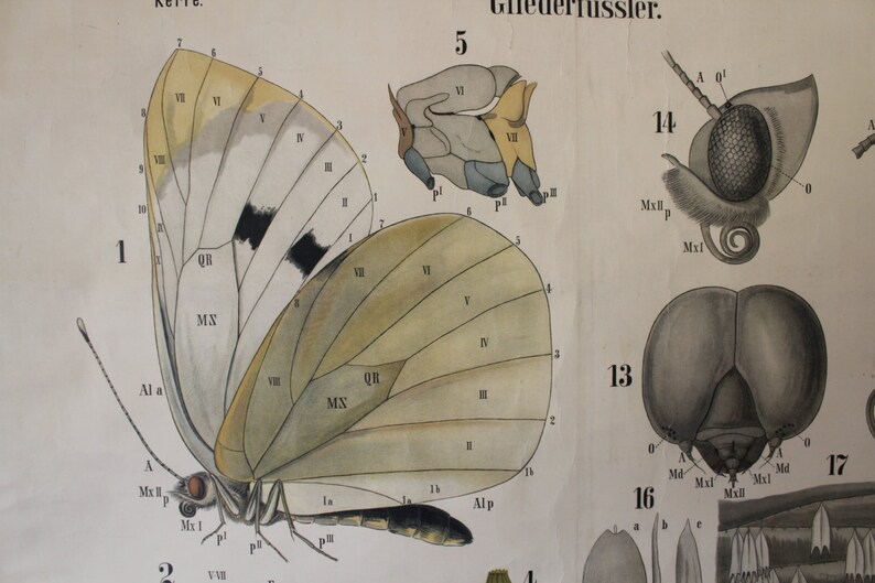 Leuckart Zoology Chart Series I, Chart 21 Arthropoda/Insecta/Lepidoptera Black-veined white butterfly zdjęcie 5