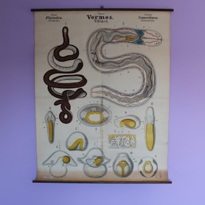 Leuckart Zoology Chart - Serie I, Grafiek 39 - Nemertean-worm (lintworm)