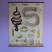 see more listings in the Leuckart Wall Charts section