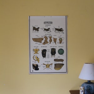 May include: A vintage educational chart illustrating the anatomy of a grasshopper. The chart features detailed diagrams of the insect's body parts, including its mouthparts, head, legs, wings, and compound eye. The text on the chart includes the words "ARTHROPODA", "INDECTA-GRASSHOPPER", and "METAMORPHOSIS".