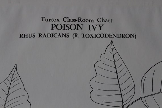 Poison Ivy Chart