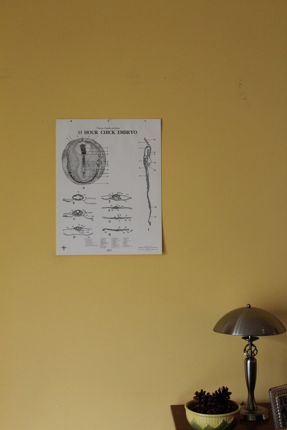 Chick Embryo Development Chart