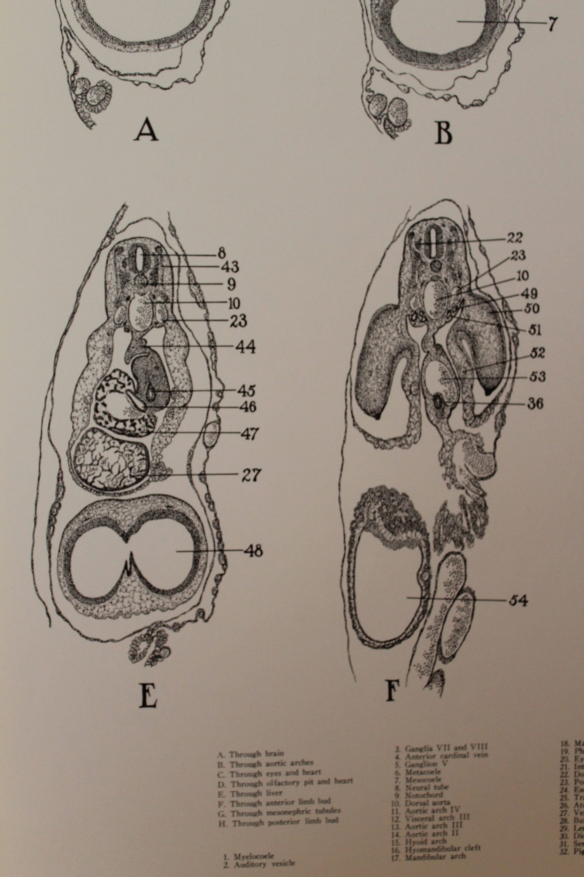 Vintage 96 Hour Chick Embryo Development Wall Chart From Turtox - Etsy