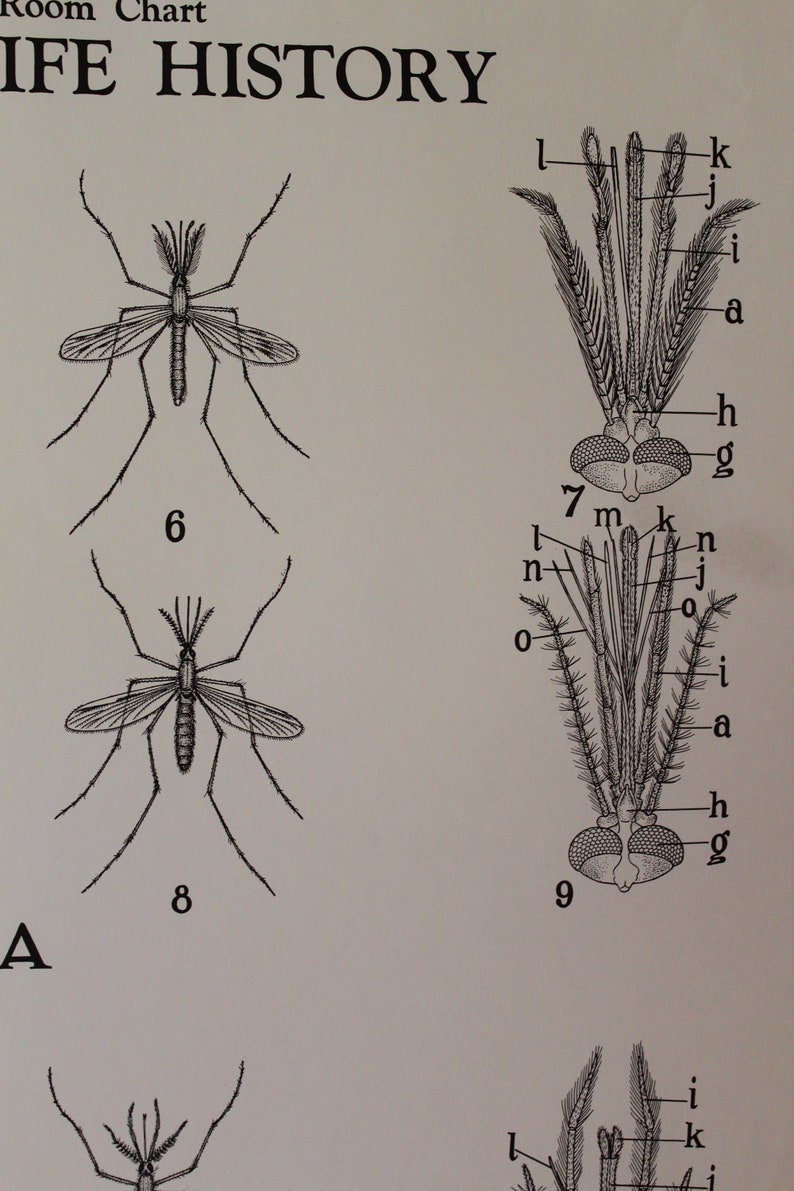 Mosquito Chart