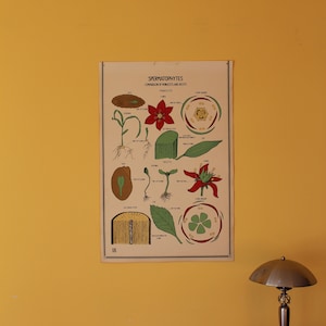 Vintage Smallwood Botanische Grafiek 18 - Eenzaadlobbigen en Tweezaadlobbigen