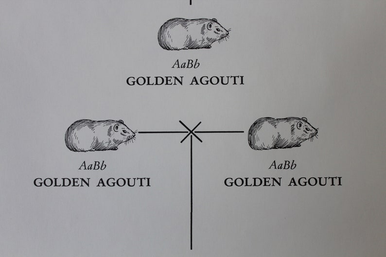 Vintage Guinea Pig Genetics Classroom Chart From Turtox Etsy