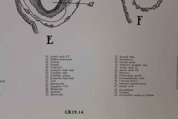 Chick Embryo Development Chart