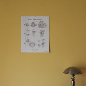 Vintage Blumenentwicklung Klassenzimmer Chart von Turtox