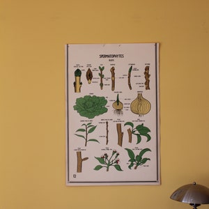 Vintage Smallwood Botanical Chart 12 - Espermatofitos - Brotes de plantas