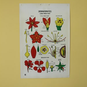 Gráfico botánico vintage de Smallwood 16 - Flores de monocotiledóneas y dicotiledóneas