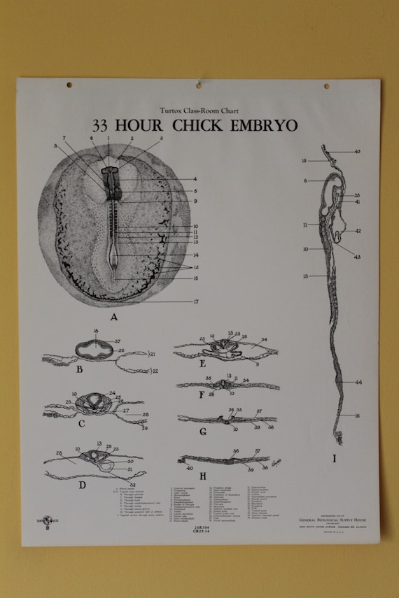 Chick Embryo Development Chart