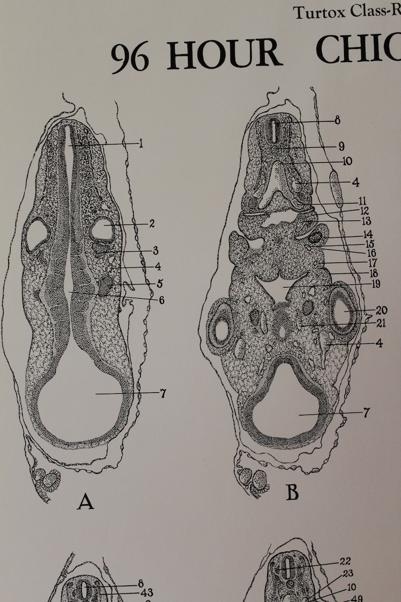 Vintage 96 Hour Chick Embryo Development Wall Chart From Turtox - Etsy