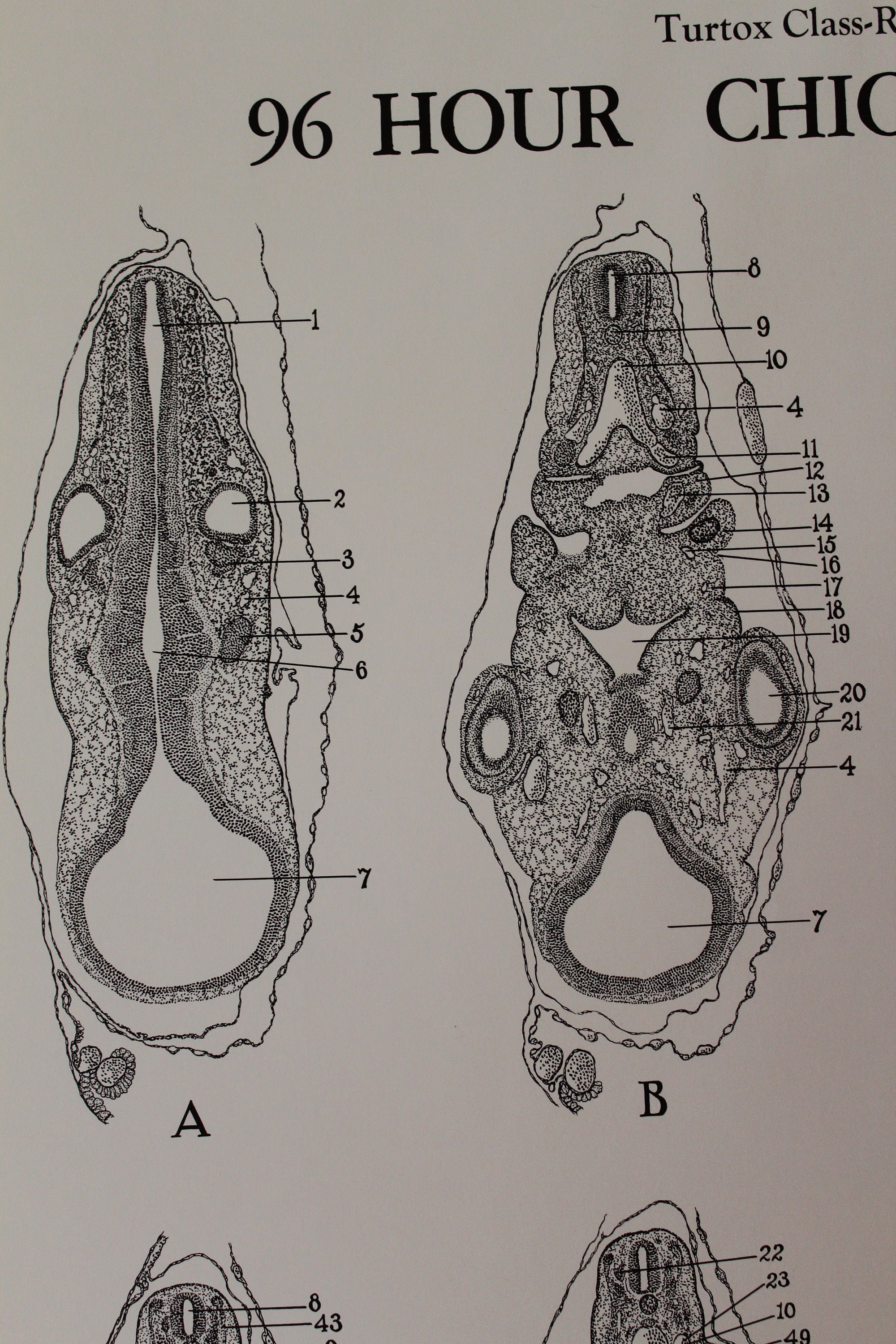 Vintage 96 Hour Chick Embryo Development Wall Chart From Turtox - Etsy