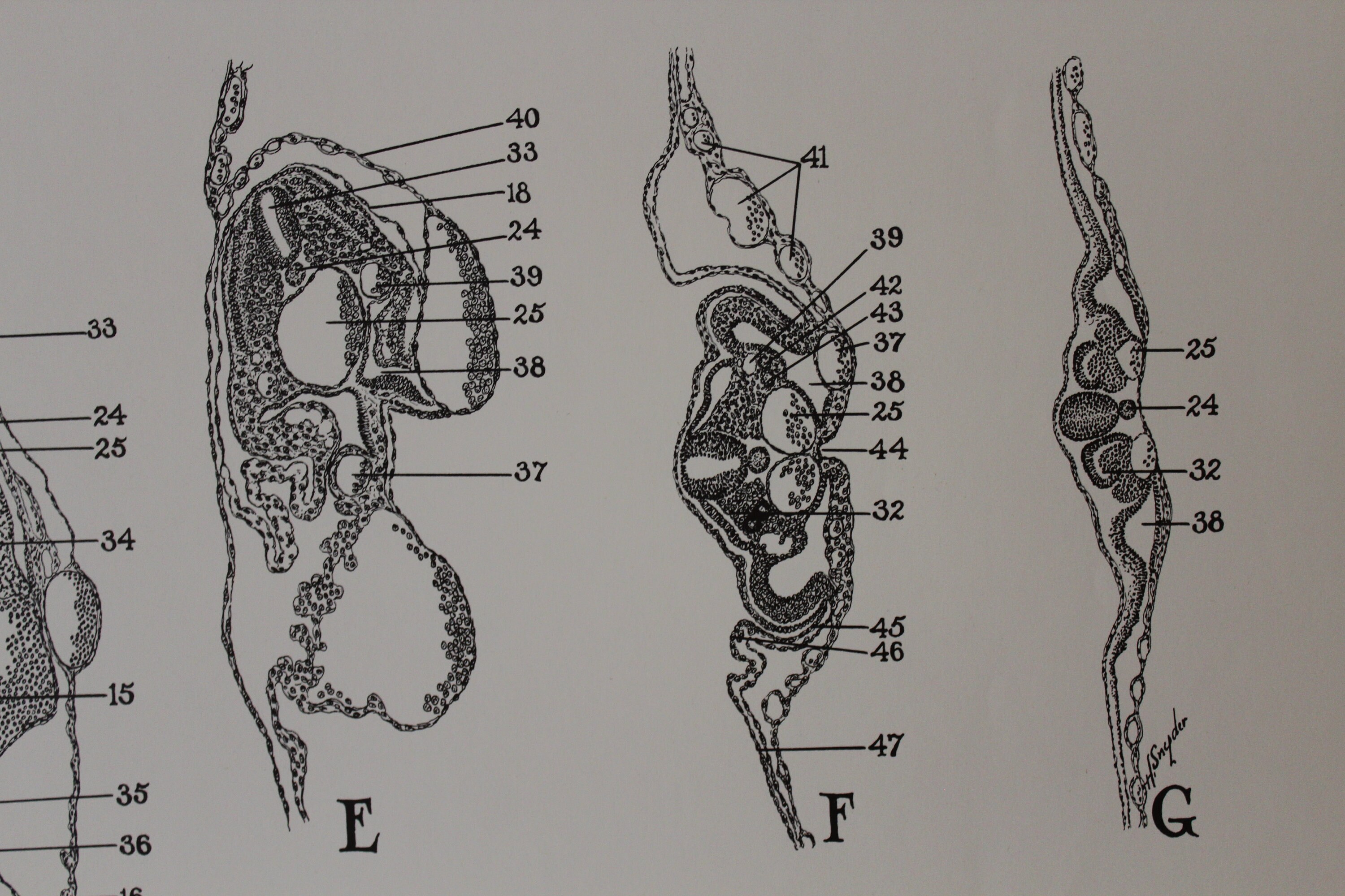Vintage 48 Hour Chick Embryo Development Wall Chart From - Etsy