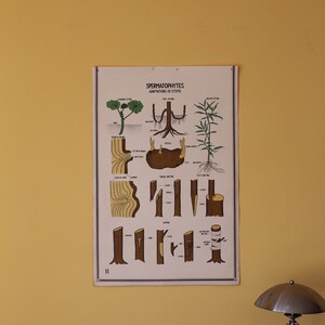 Vintage Smallwood Botanical Chart 11 - Samenzellen - Stammadaptionen und Pfropfen