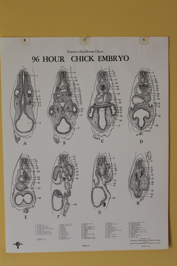 Chick Embryo Development Chart