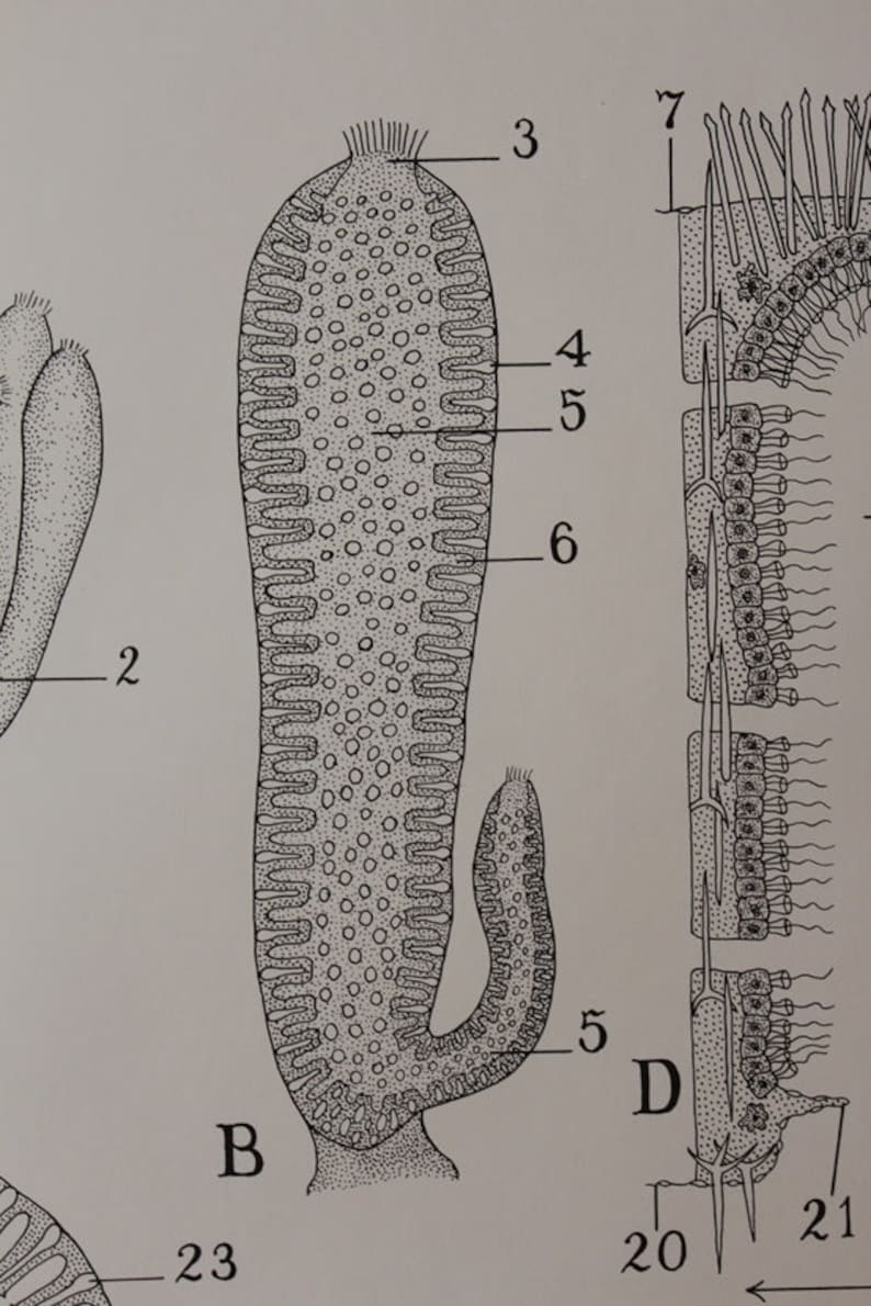 Vintage Grantia marine Calcareous Sponges Classroom Chart From Turtox
