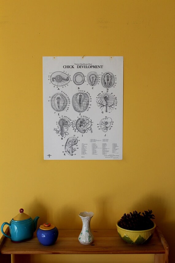 Chick Embryo Development Chart