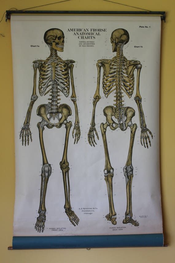 American Frohse Anatomical Charts Labeled