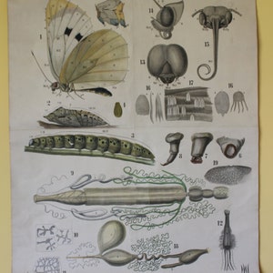Leuckart Zoology Chart Series I, Chart 21 Arthropoda/Insecta/Lepidoptera Black-veined white butterfly zdjęcie 2