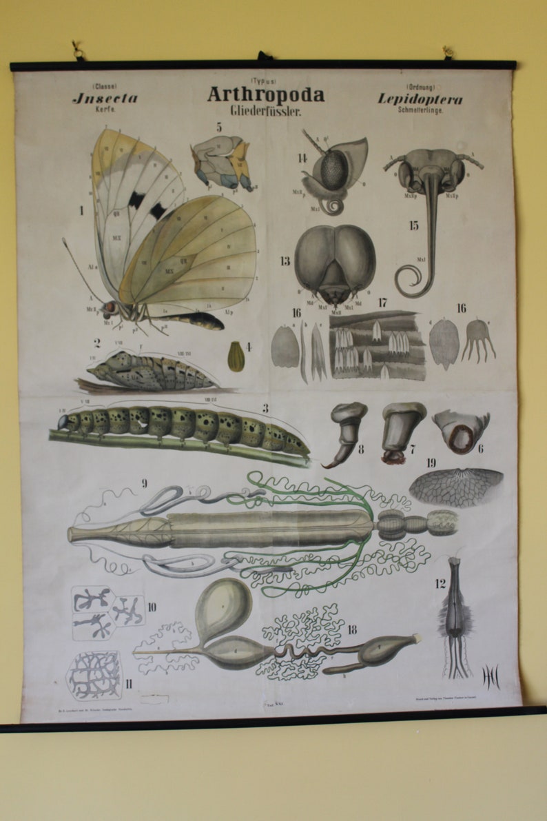Leuckart Zoology Chart Series I, Chart 21 Arthropoda/Insecta/Lepidoptera Black-veined white butterfly zdjęcie 2