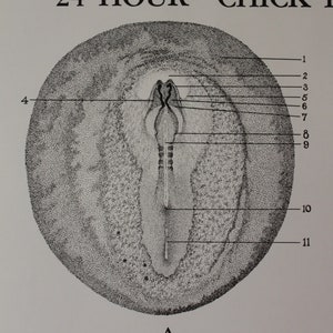 Vintage 24 Hour Chick Embryo Development Classroom Chart From Turtox - Etsy