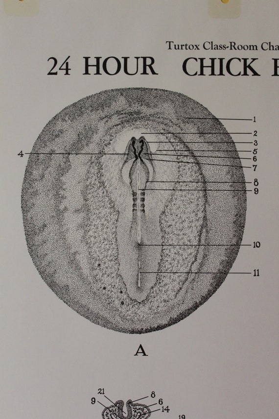 Chick Embryo Development Chart