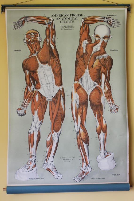 American Frohse Anatomical Charts Labeled