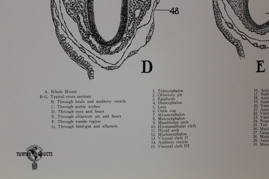 Vintage 72 Hour Chick Embryo Development Wall Chart From Turtox - Etsy