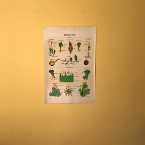 Gráfico botánico vintage de Smallwood 4 - Briófitos - Musgo y Marchantia