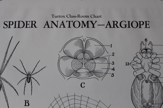 Spider Anatomy Chart