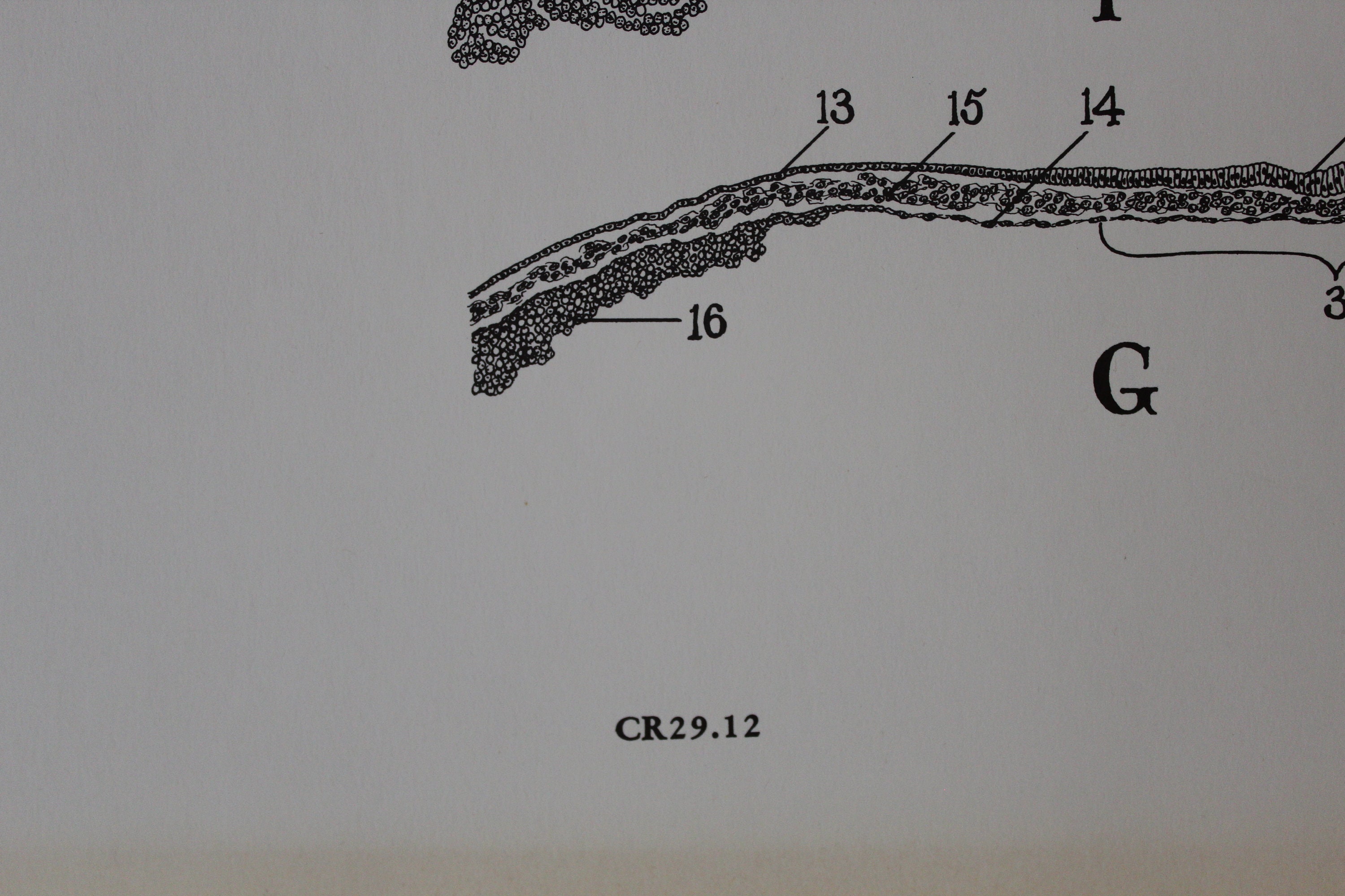 Vintage 13 and 18 Hour Chick Embryo Classroom Chart From Turtox - Etsy