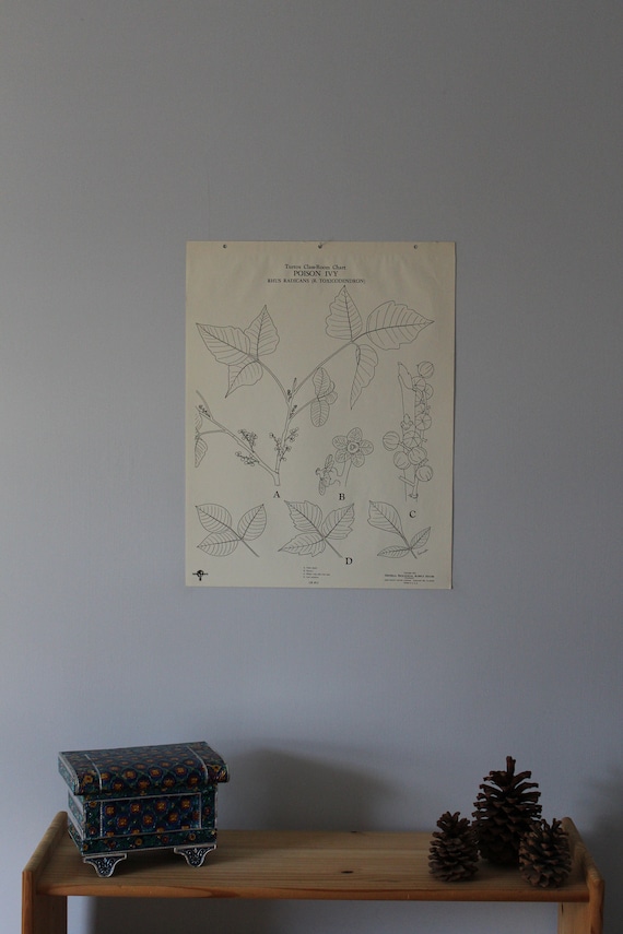 Vintage Poison Ivy Wall Chart From Turtox - Etsy