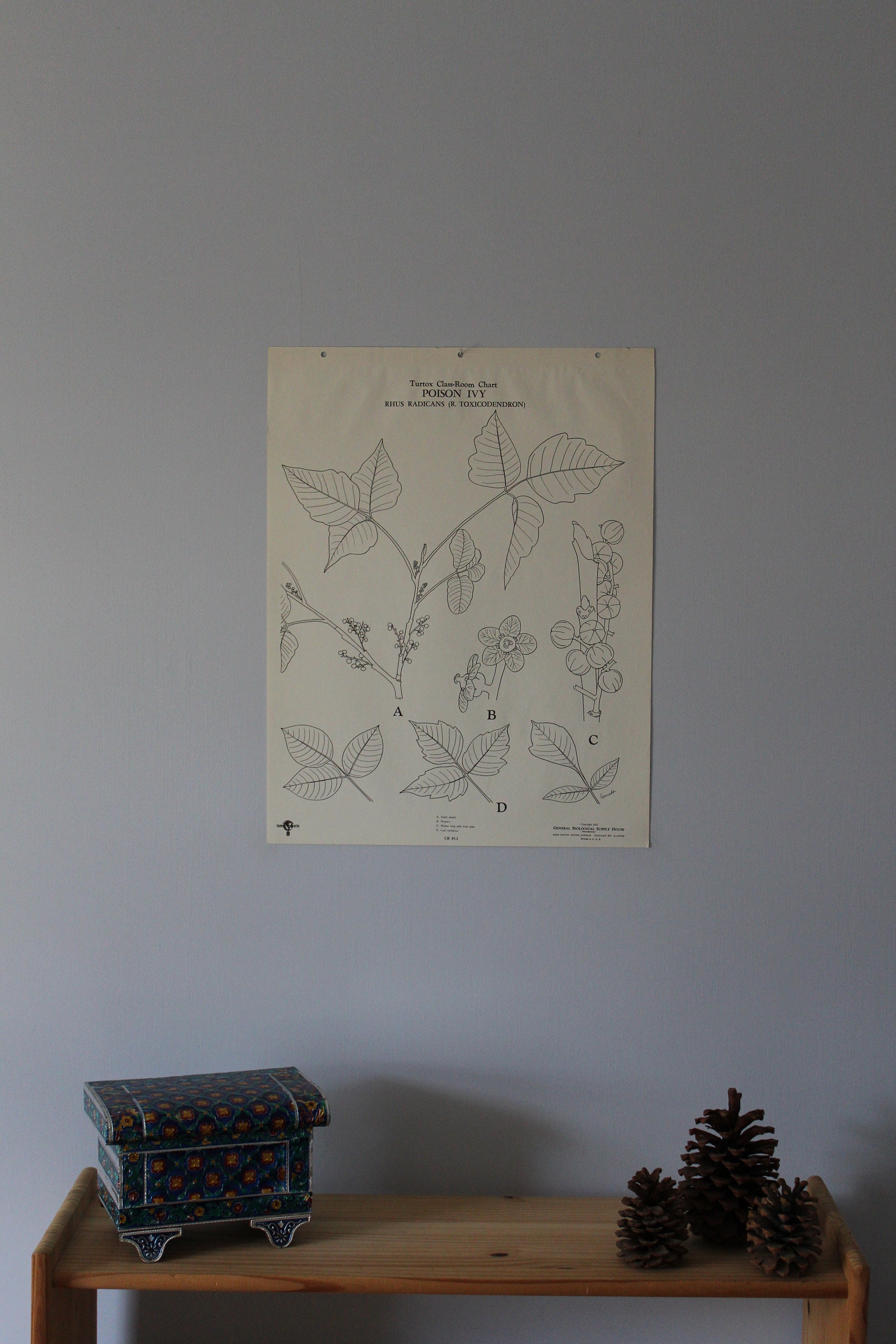 Vintage Poison Ivy Wall Chart From Turtox - Etsy