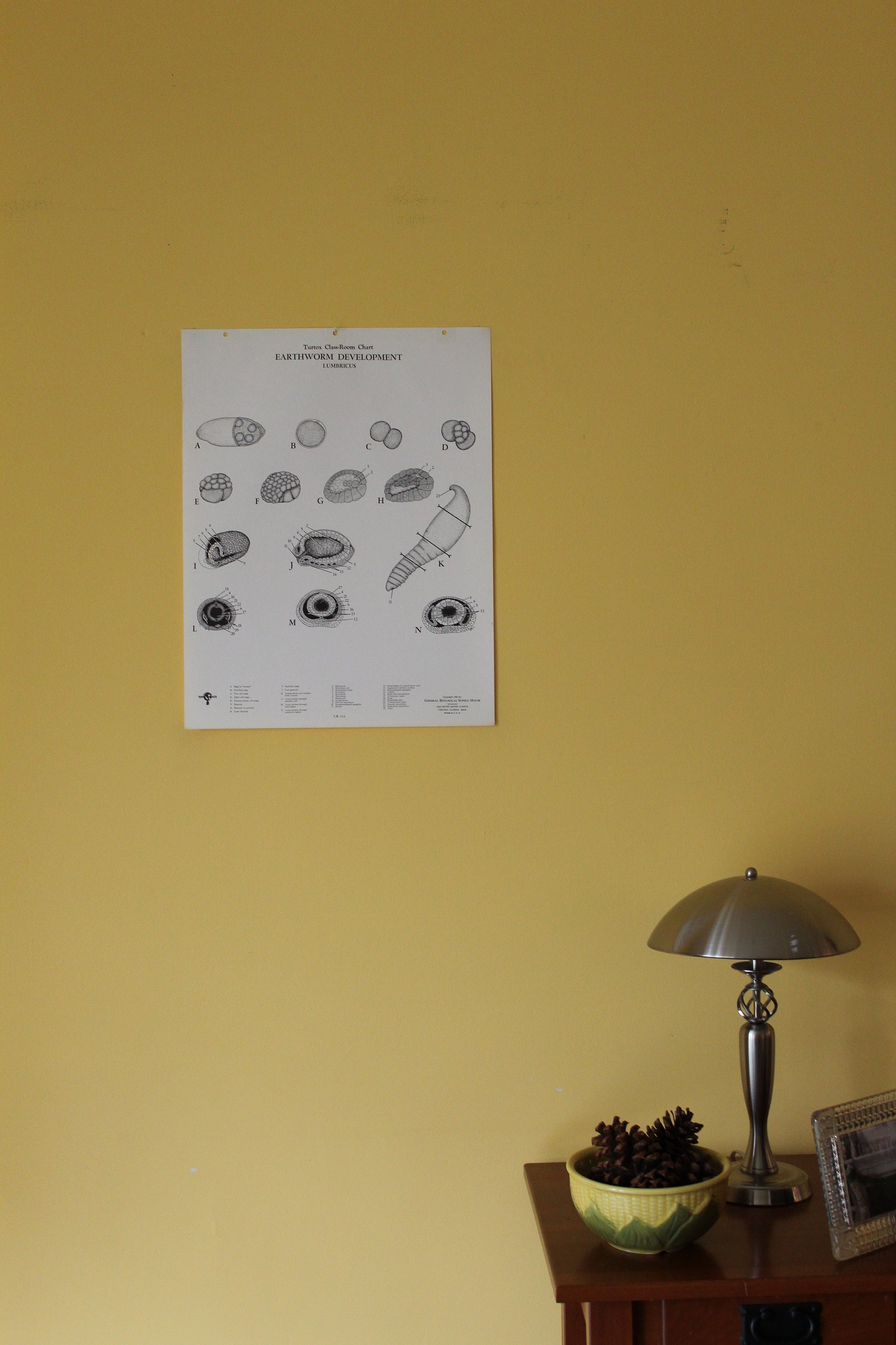 Vintage Regenwurm Entwicklung Klassenzimmer Diagramm Von Etsy