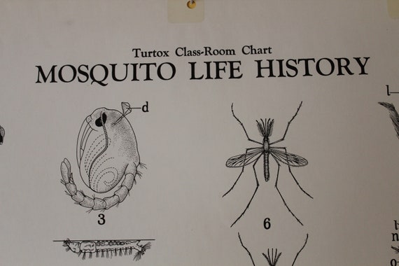 Mosquito Chart