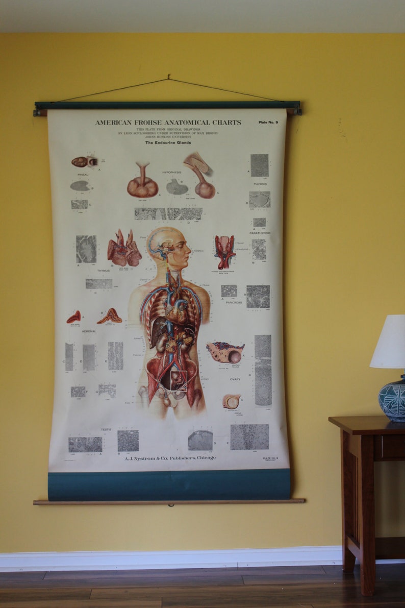 American Frohse Anatomical Charts Labeled