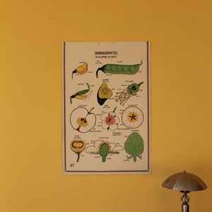 Gráfico Botânico Vintage Smallwood 27 - Espermatófitas - Desenvolvimento de Frutas
