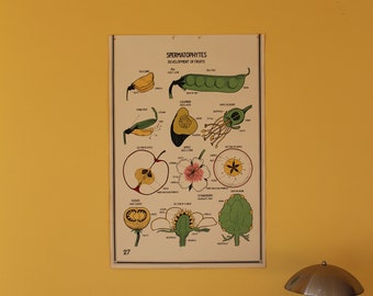 Vintage Smallwood Botanical Chart 27 - Spermatophytes - Fruit Development