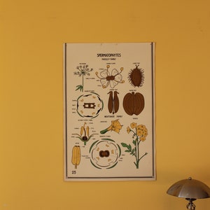 vintage Smallwood Botanical Chart 23 - Spermatophytes - Famille de persil et famille de morelle